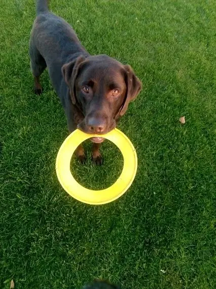 A chocolate Labrador holding a glowing yellow ring toy on the grass