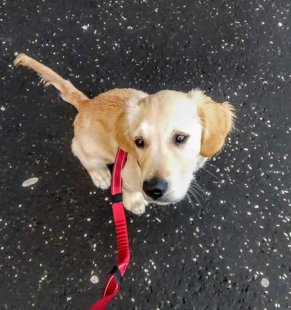 A golden puppy on a red lead looking up from the pavement