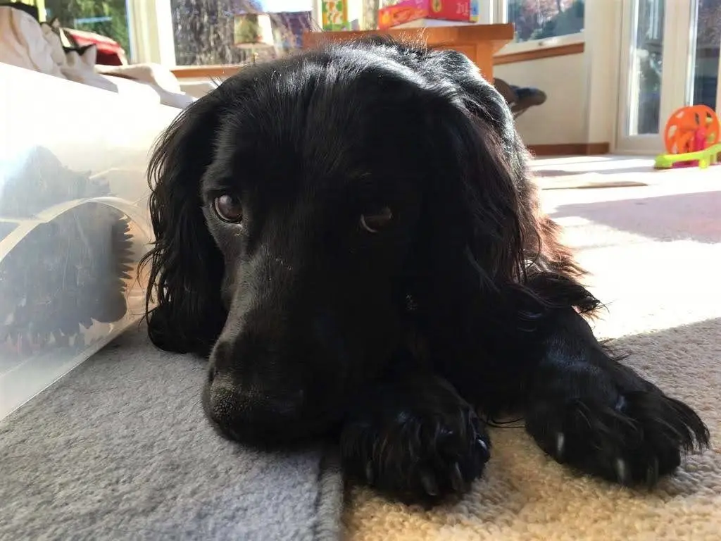 A black spaniel lying down calmly on a rug at home