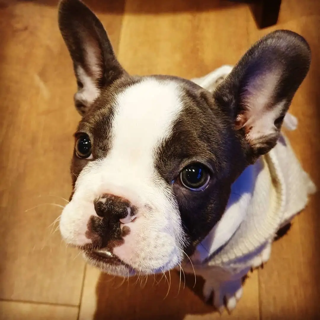 A French bulldog puppy in a jumper looking up