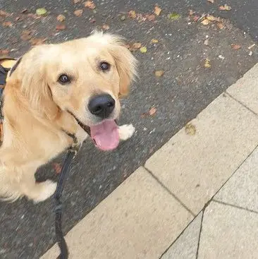 A golden retriever on a lead looking up at its walker