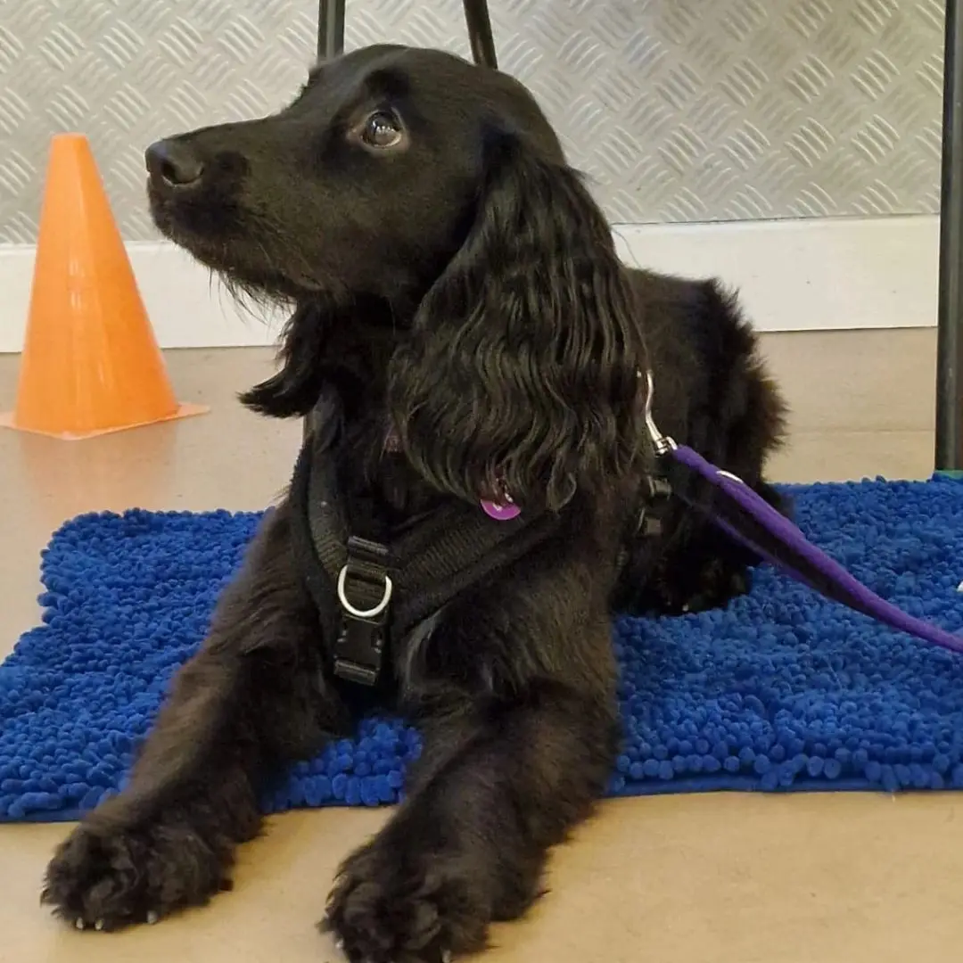 A black spaniel lying on a blue mat at an indoor class
