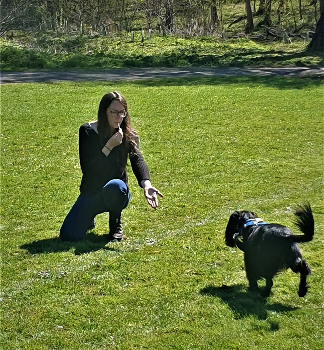 A woman crouching to call her black spaniel across the grass