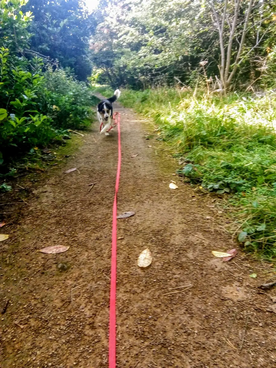 A dog trotting towards the camera along a woodland path on a long red line