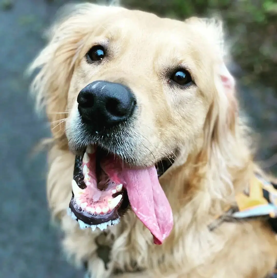 A close-up of a happy golden retriever