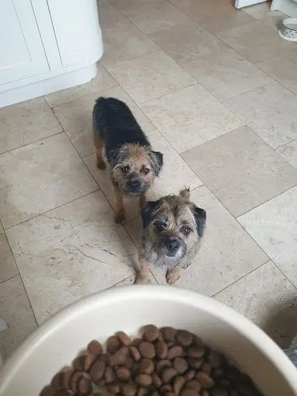 Two border terriers waiting for their food bowl in the kitchen