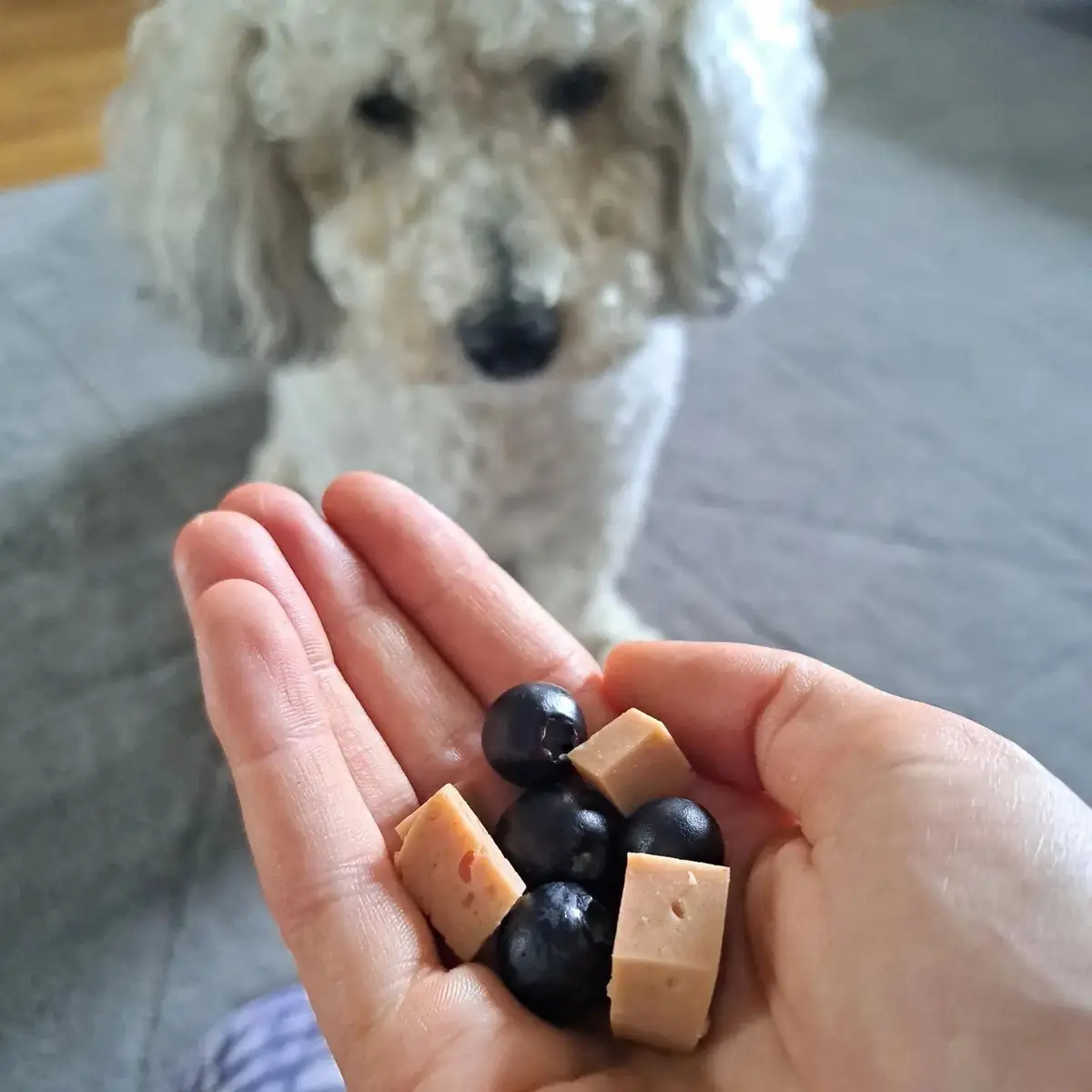 A hand holding different treats in front of a small poodle