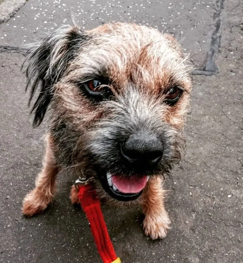 A border terrier on a red lead looking up from the pavement