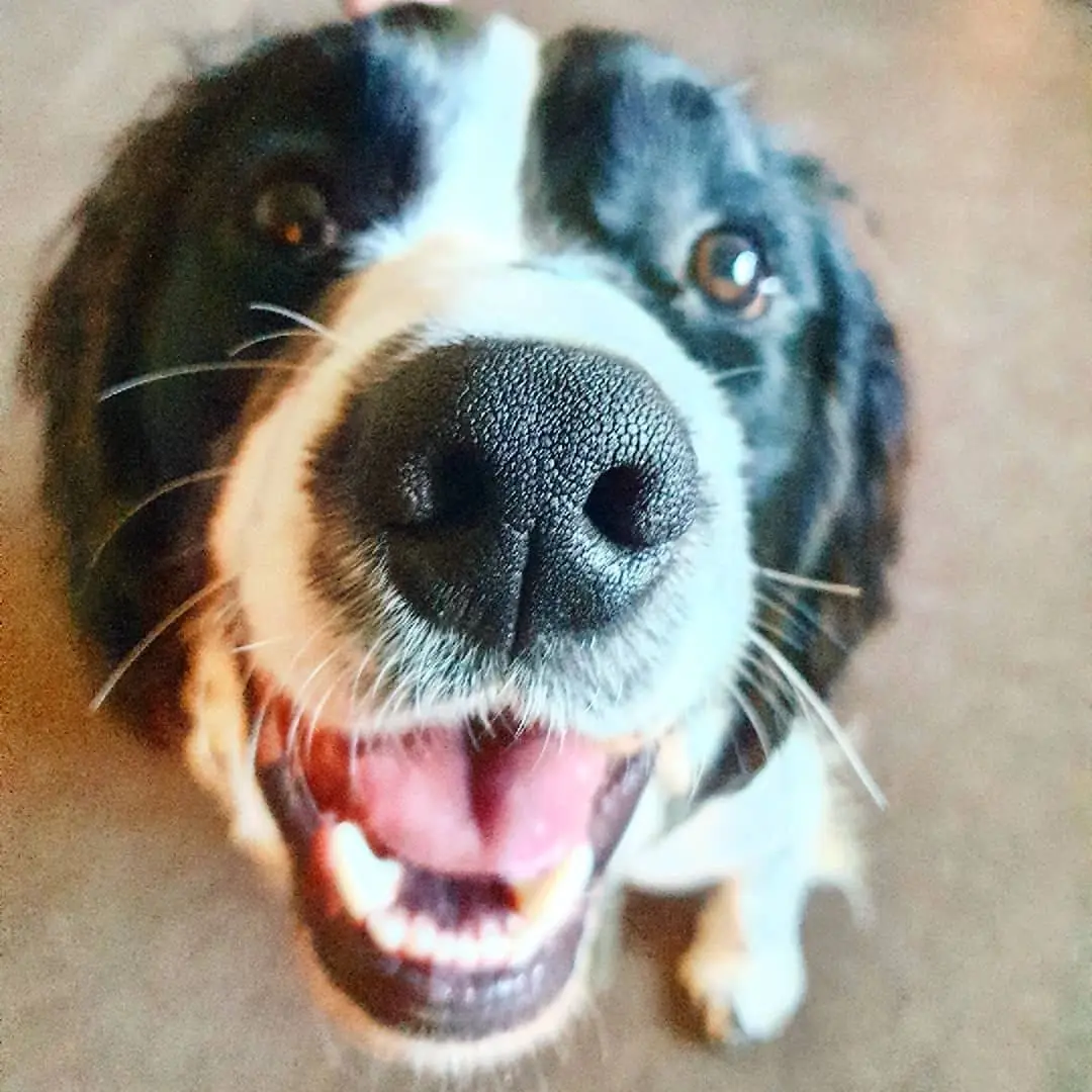 A close-up of a happy black and white dog