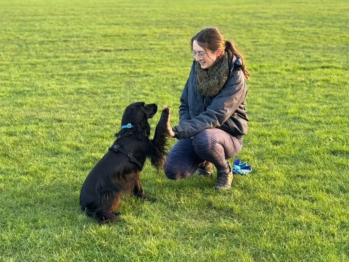 Rosy high fiving a black spaniel in the park