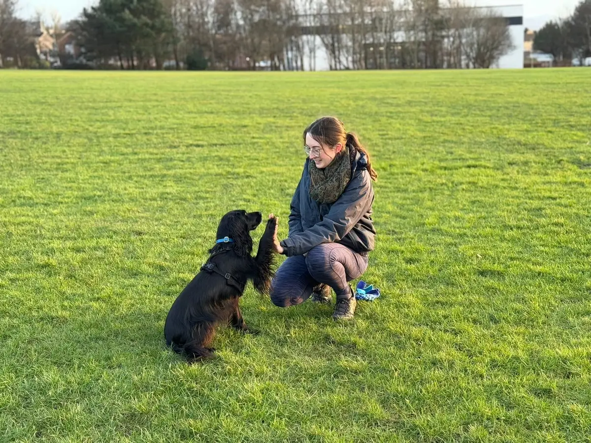 Rosy high fiving a black spaniel in a big field