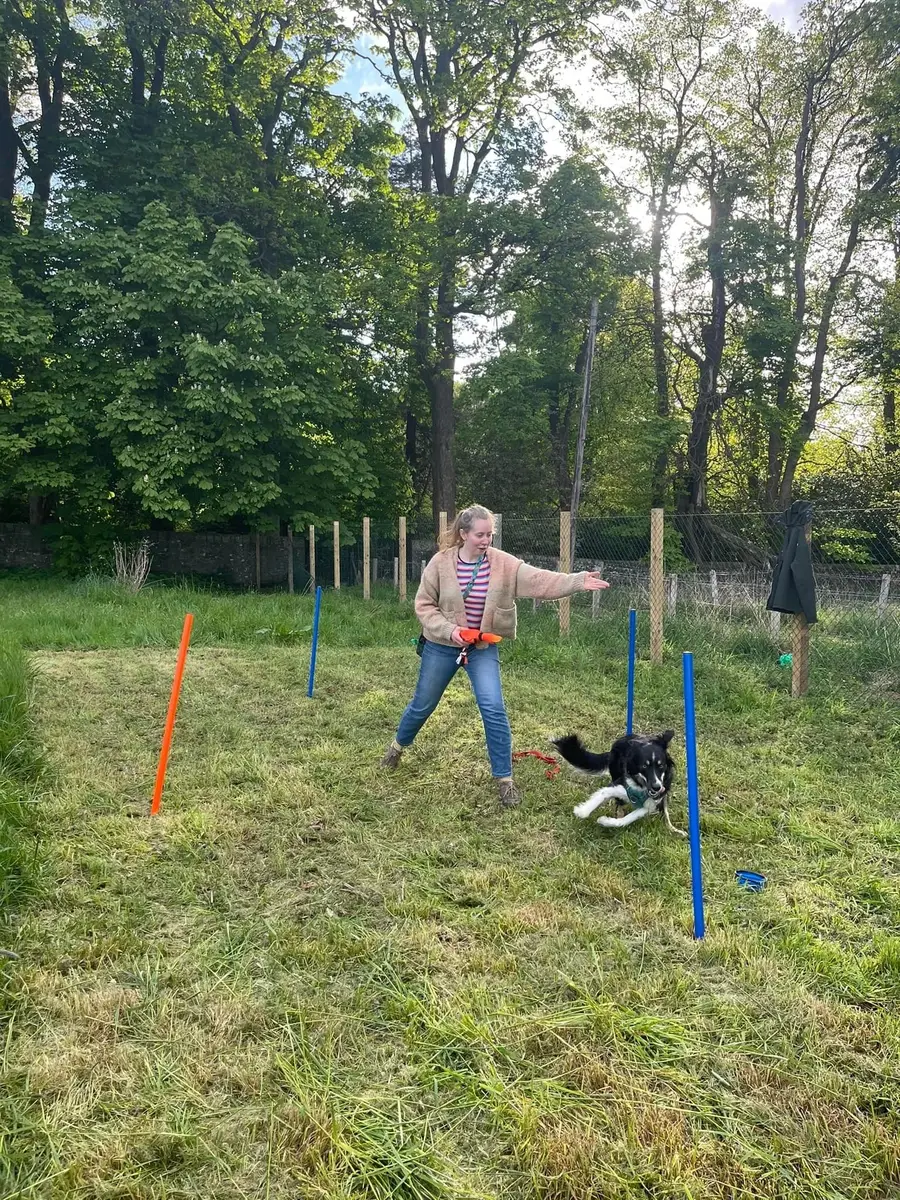Rosy’s client doing recall training with a collie between training poles in a field