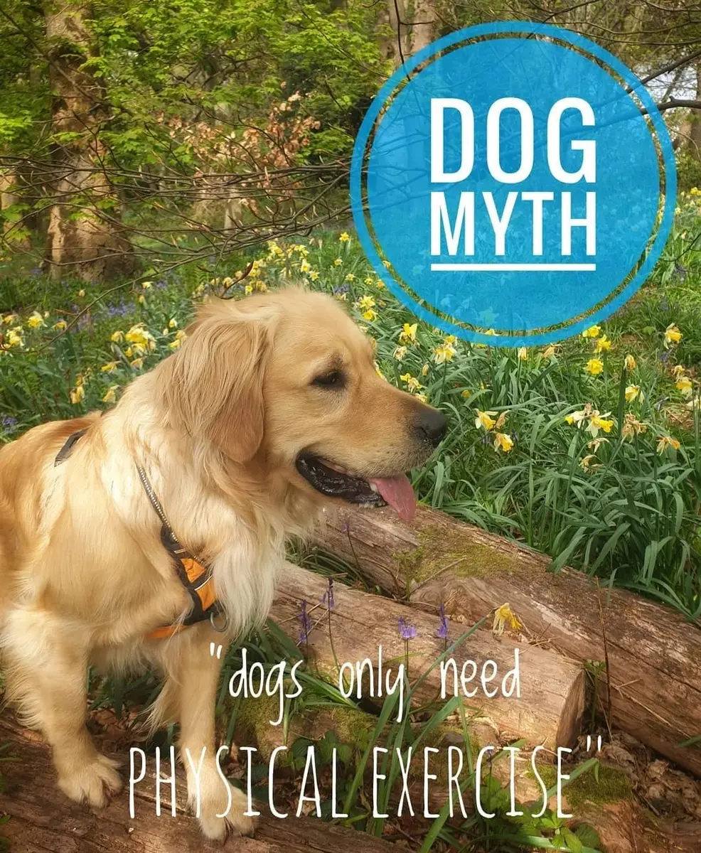 Dog myth: dogs only need physical exercise, with a golden retriever in the woods