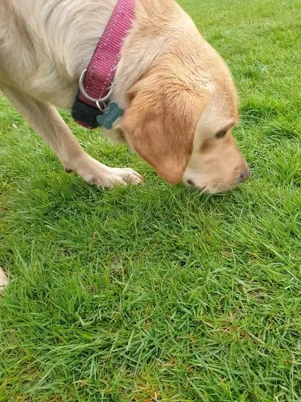 A yellow Labrador sniffing the grass