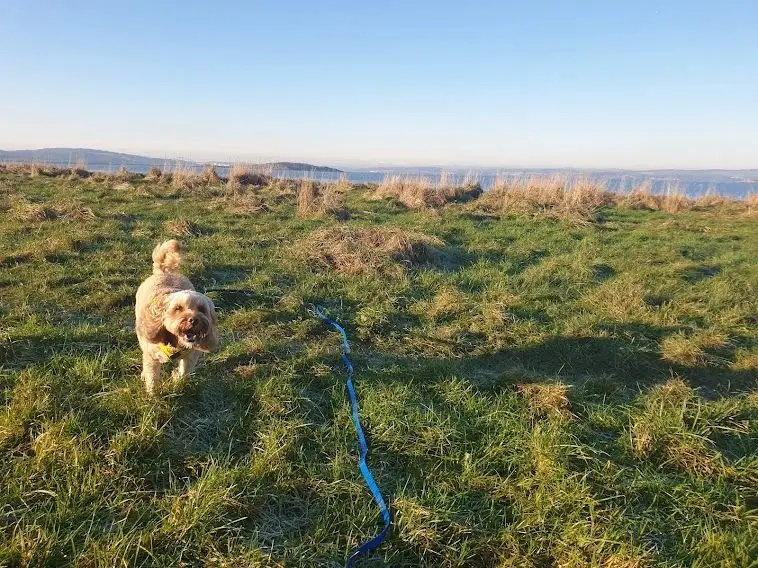 A cockapoo on a long line running across a grassy field by the sea