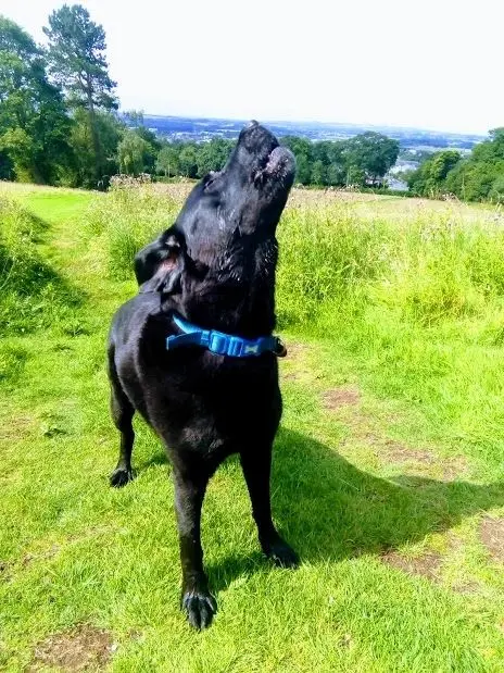 A black dog in a blue collar sniffing the air on a grassy hill