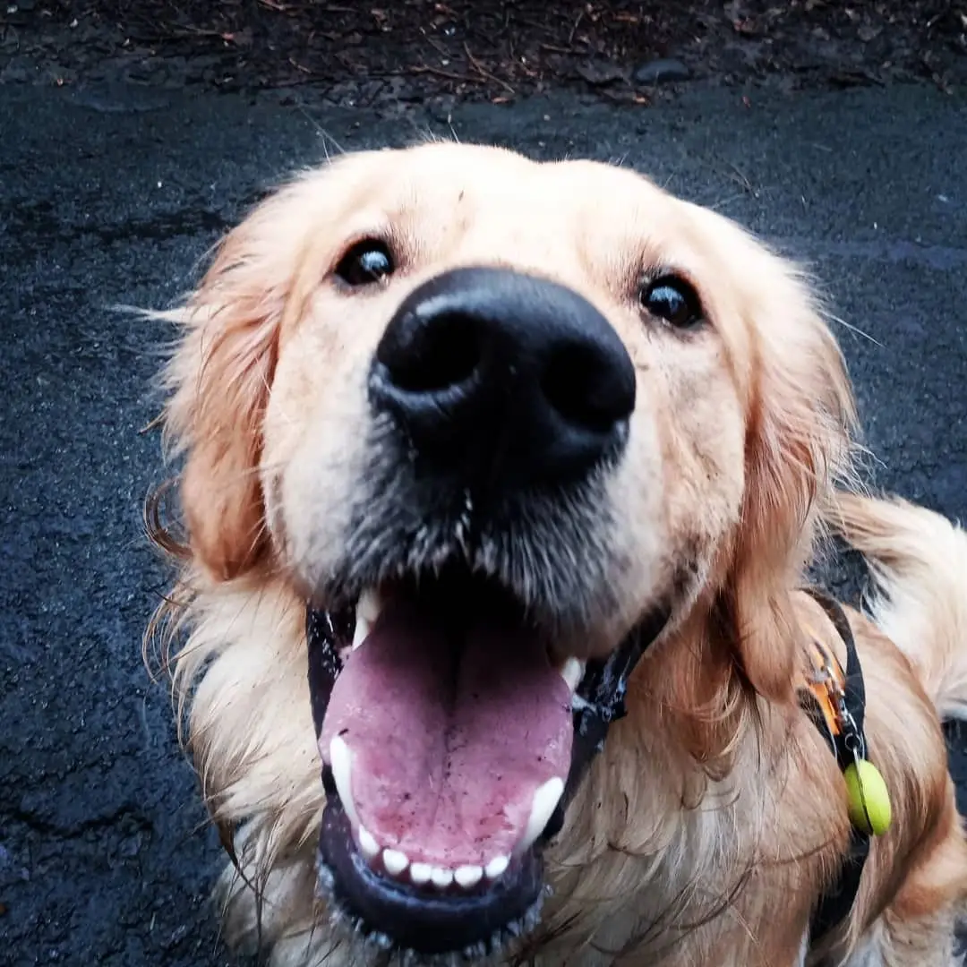 A close-up of a happy golden retriever with its mouth open