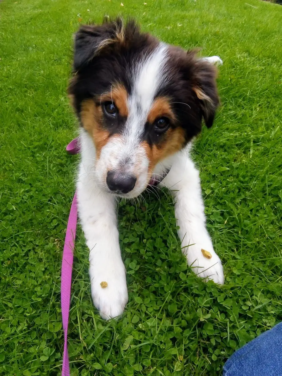 A collie puppy lying on the grass with treats in front of its paws