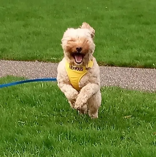 A fluffy cockapoo in a yellow Nervous harness bouncing on the grass