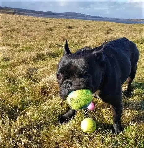 A French bulldog carrying a tennis ball on the grass by the sea