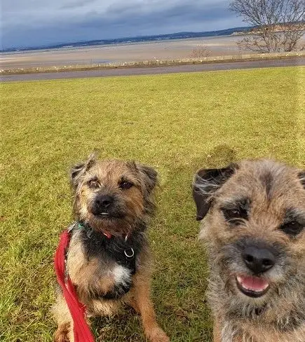 Two border terriers on the grass by the sea
