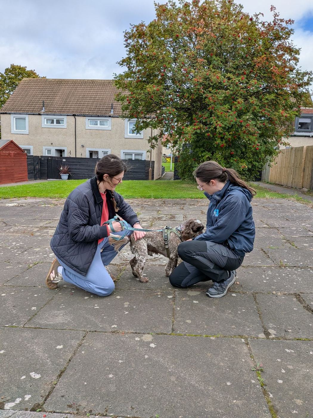 Rosy kneeling with an owner, showing them how to reward their young spaniel