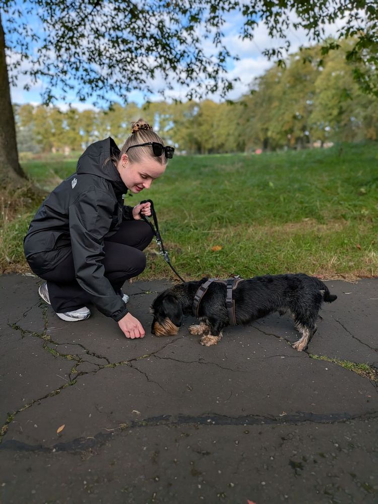 An owner rewarding her Dachshund on a walk along a tree lined path