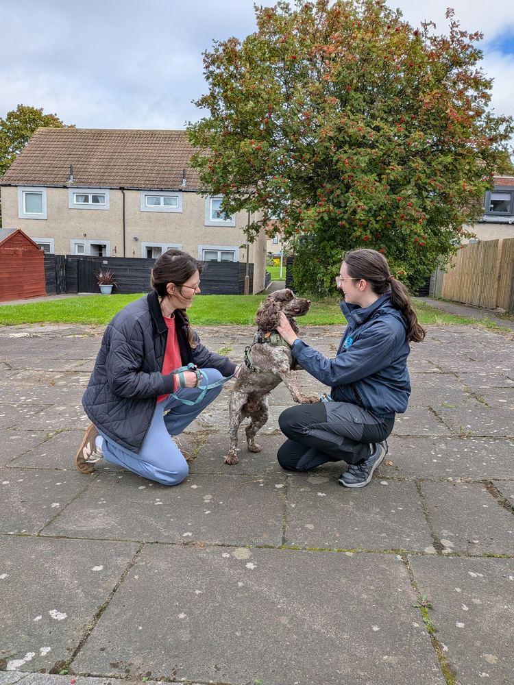 Rosy and an owner kneeling together as their young spaniel greets them