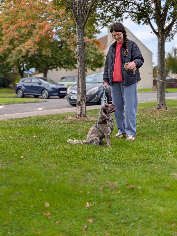 A young spaniel sitting nicely beside their owner on the grass