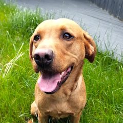 Hamish the Labrador