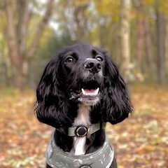 Rey the Cocker Spaniel