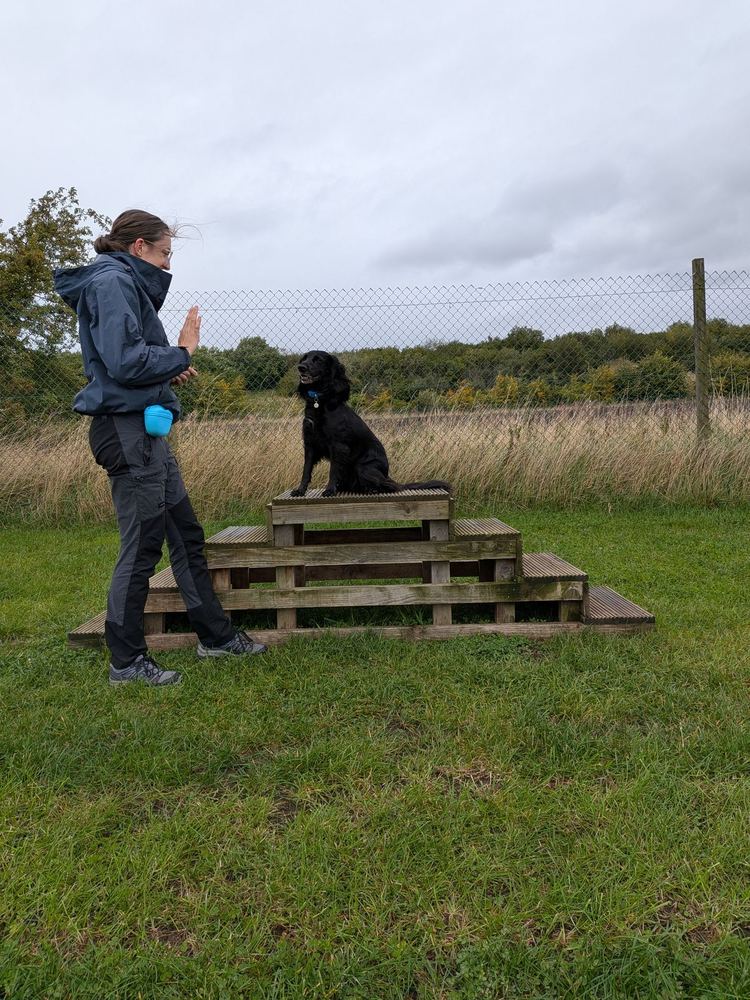 Rosy’s spaniel sitting on a wooden platform during a training session