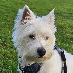 Winston the West Highland Terrier